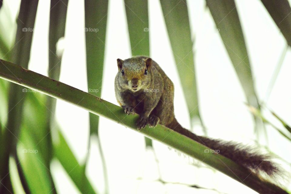 lovely squirrel