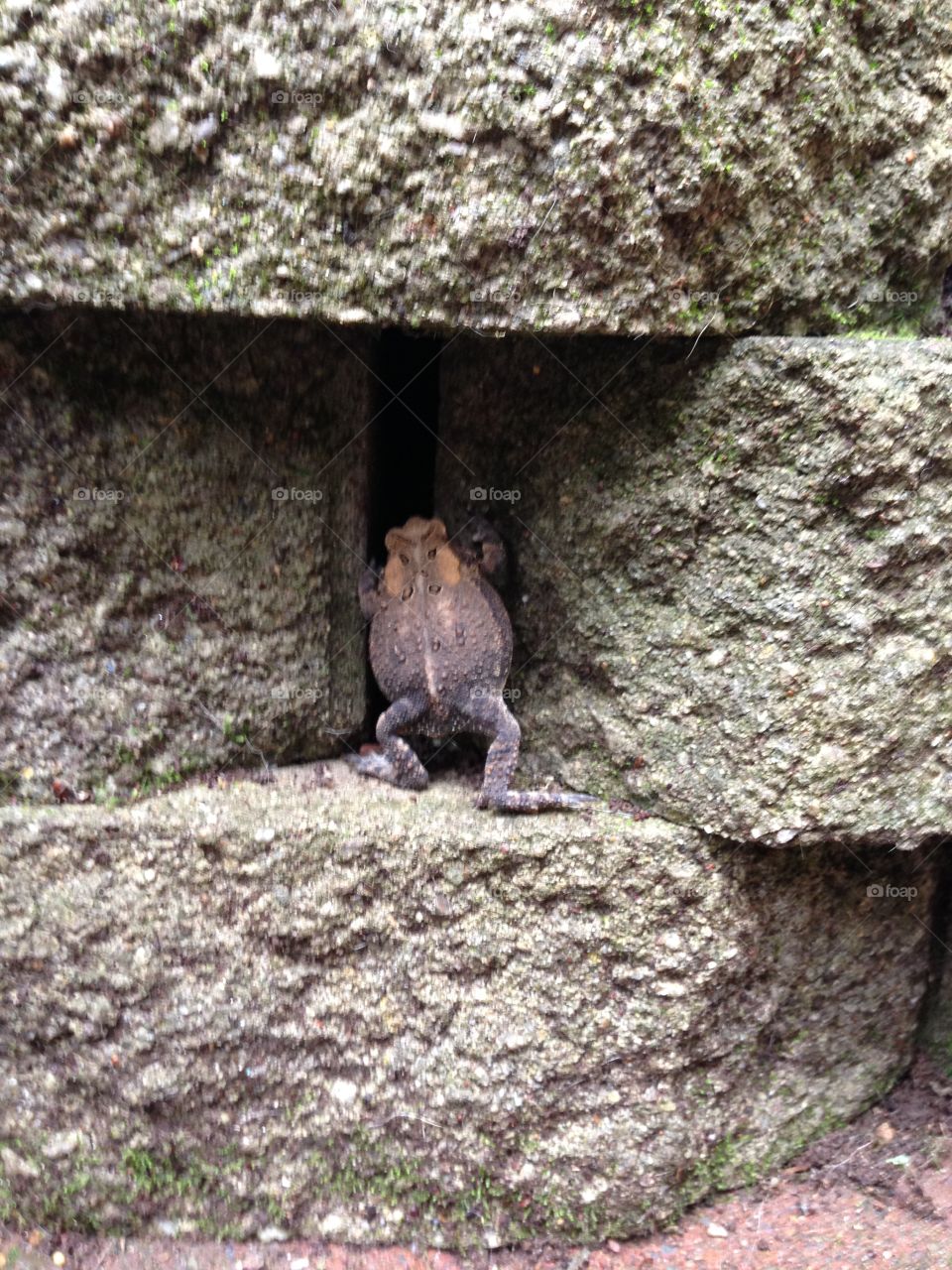 Frog "E". Climbing on our patio!