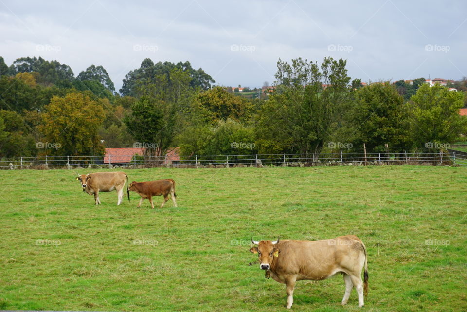 Nature#cows#trees#vegetation#greengrass