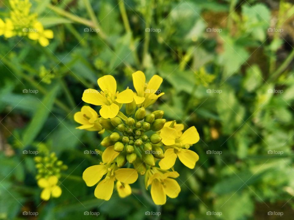 mustard flower yellow color photography