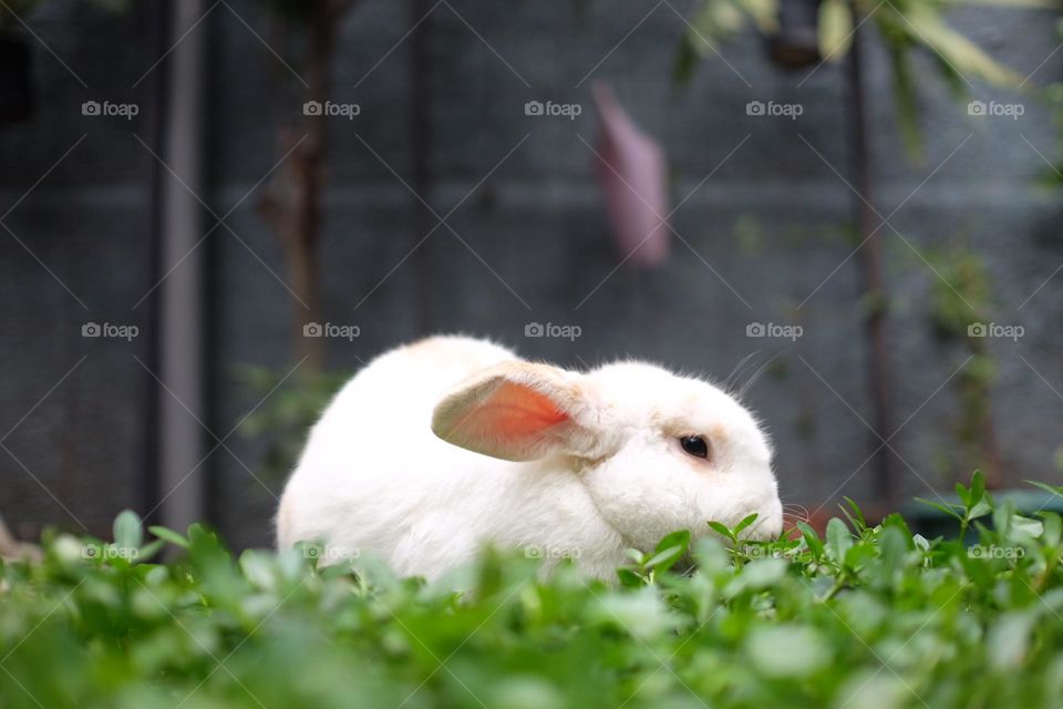 rabbit