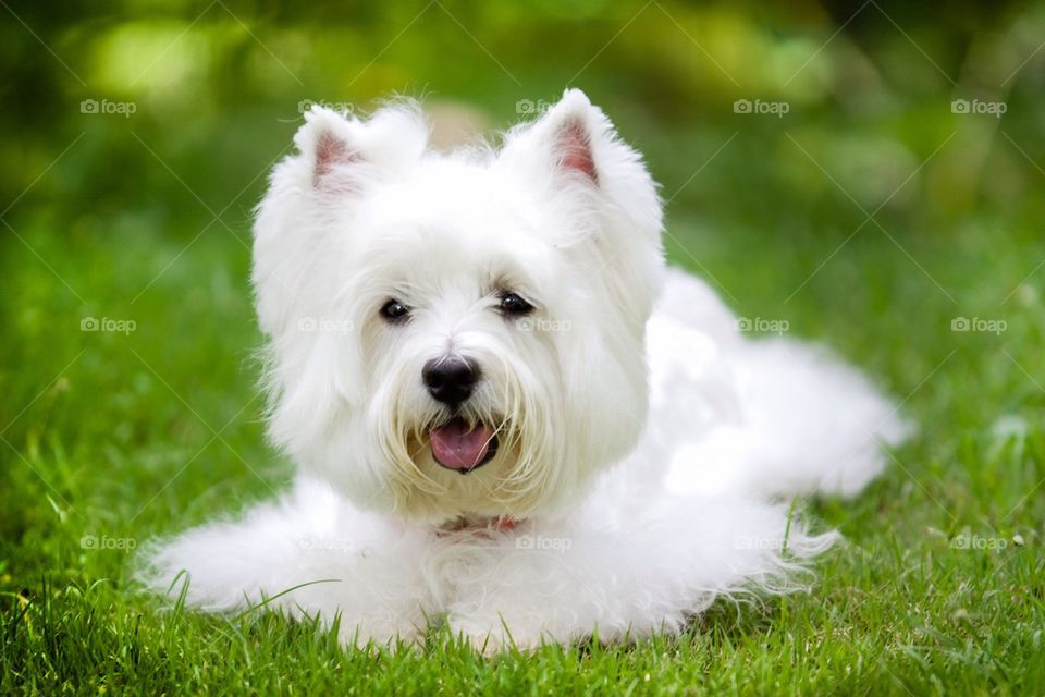 Westie dog on green grass