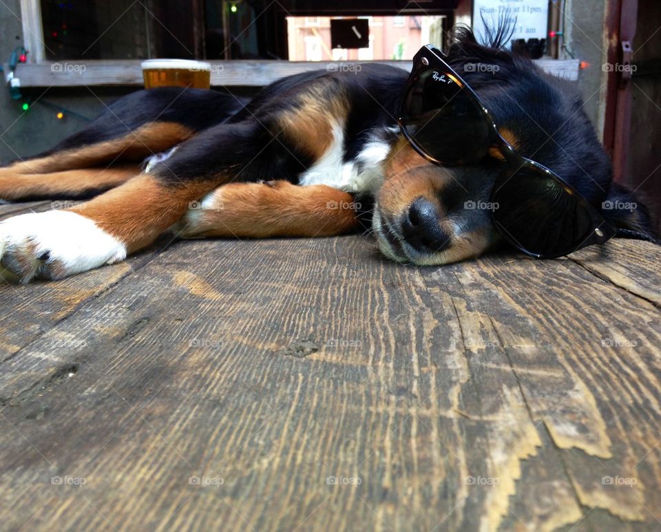 Dog with sunglasses 
