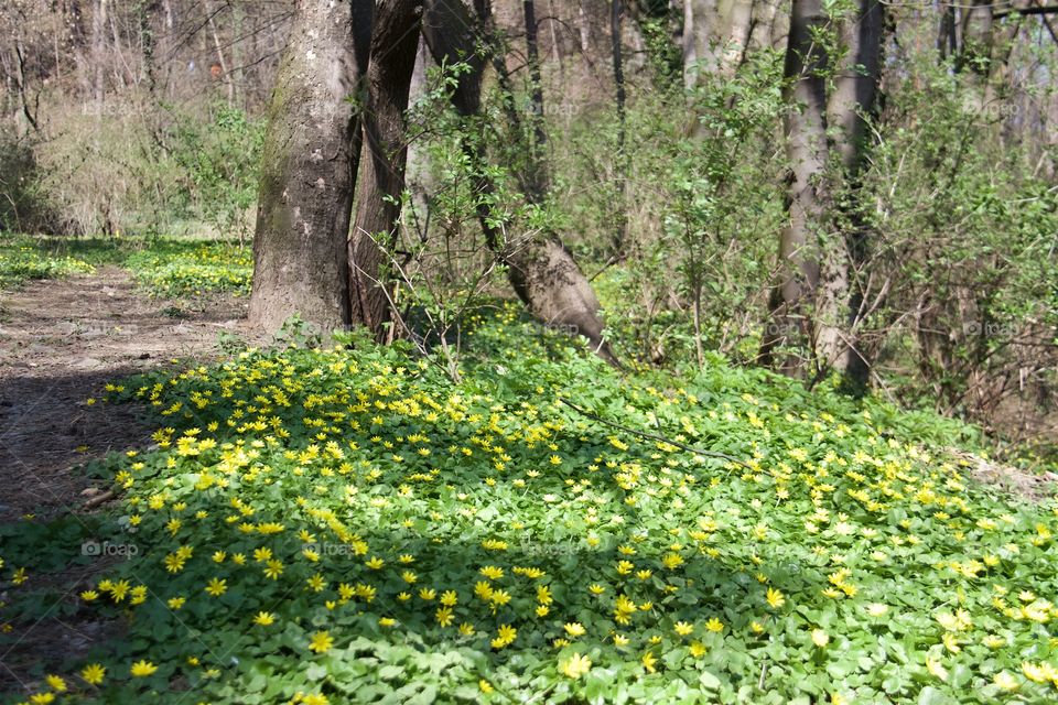 Celandine flower in forest