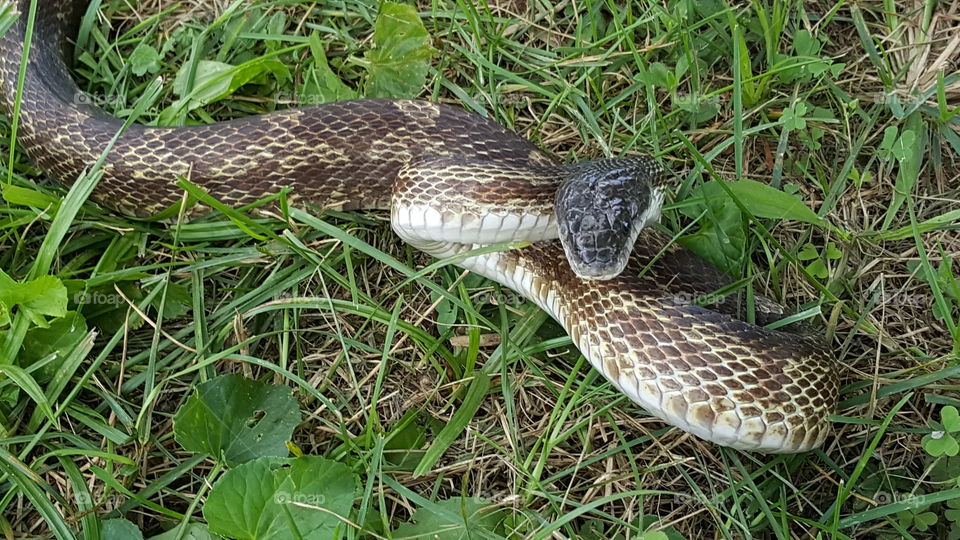 striking rat snake