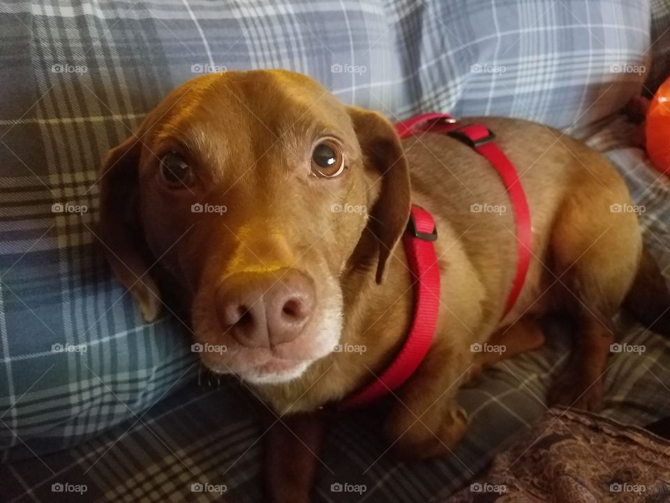 Rescue Dog finding his home on the couch.