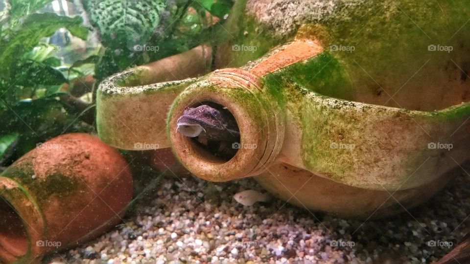 fish in a old amphora