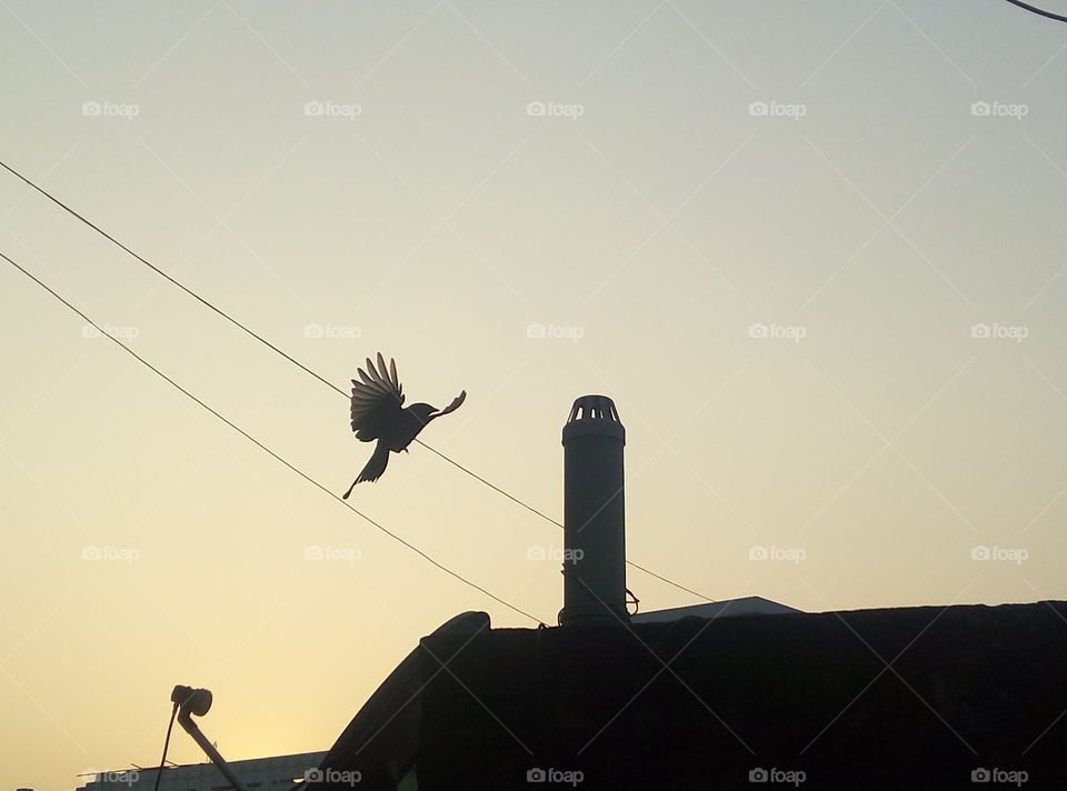 bird eating insects