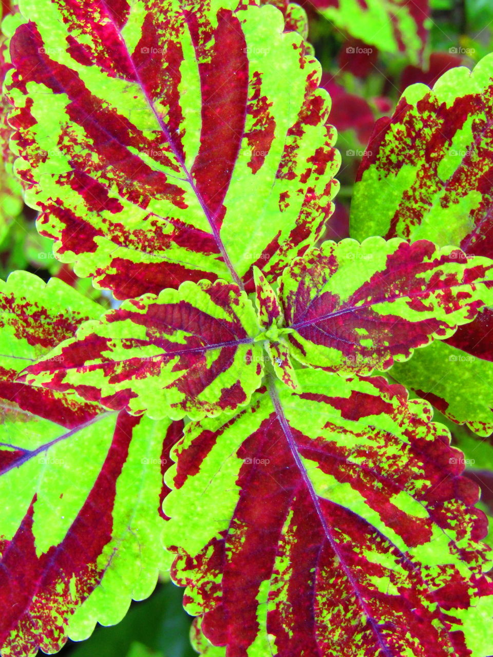Beautiful Green red leaf Coleus amboinicus (Plectranthus amboinicus) or Coleus is a former genus of flowering plants in the family Lamiaceae