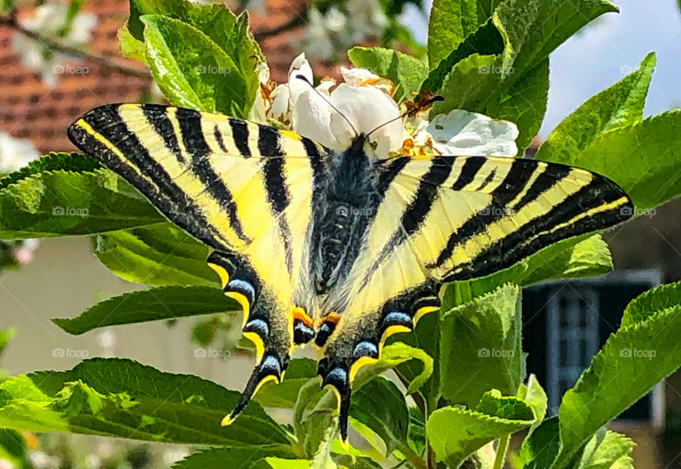 Scarce Swallowtail (Iphiclides podalirius) butterfly, drinking nectar from crab apple blossom in the Portuguese springtime