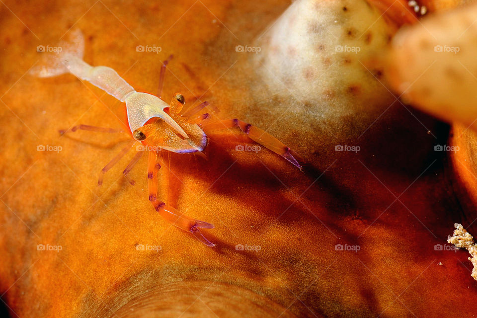 orange shrimp claws underwtaer by yahavesh