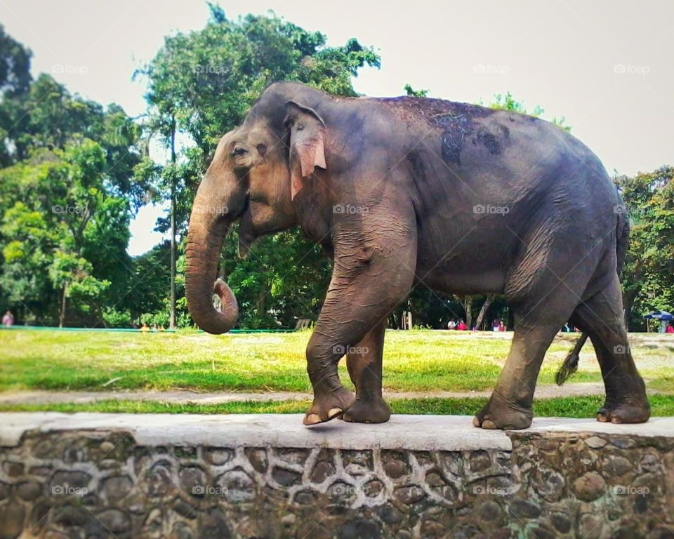 one big elephant in Ragunan