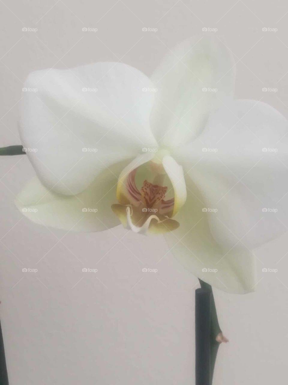la orquídea