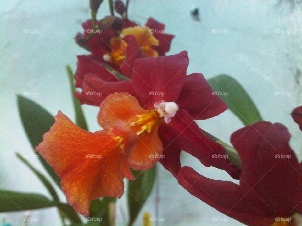 tiny orchid. sma'll. Orange and red