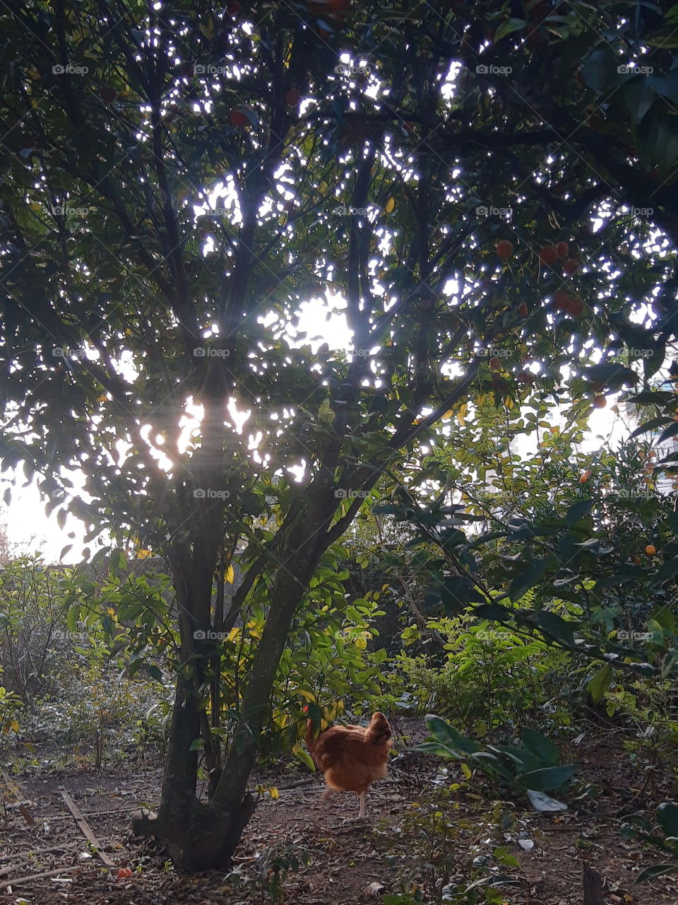 free range chicken at sunset