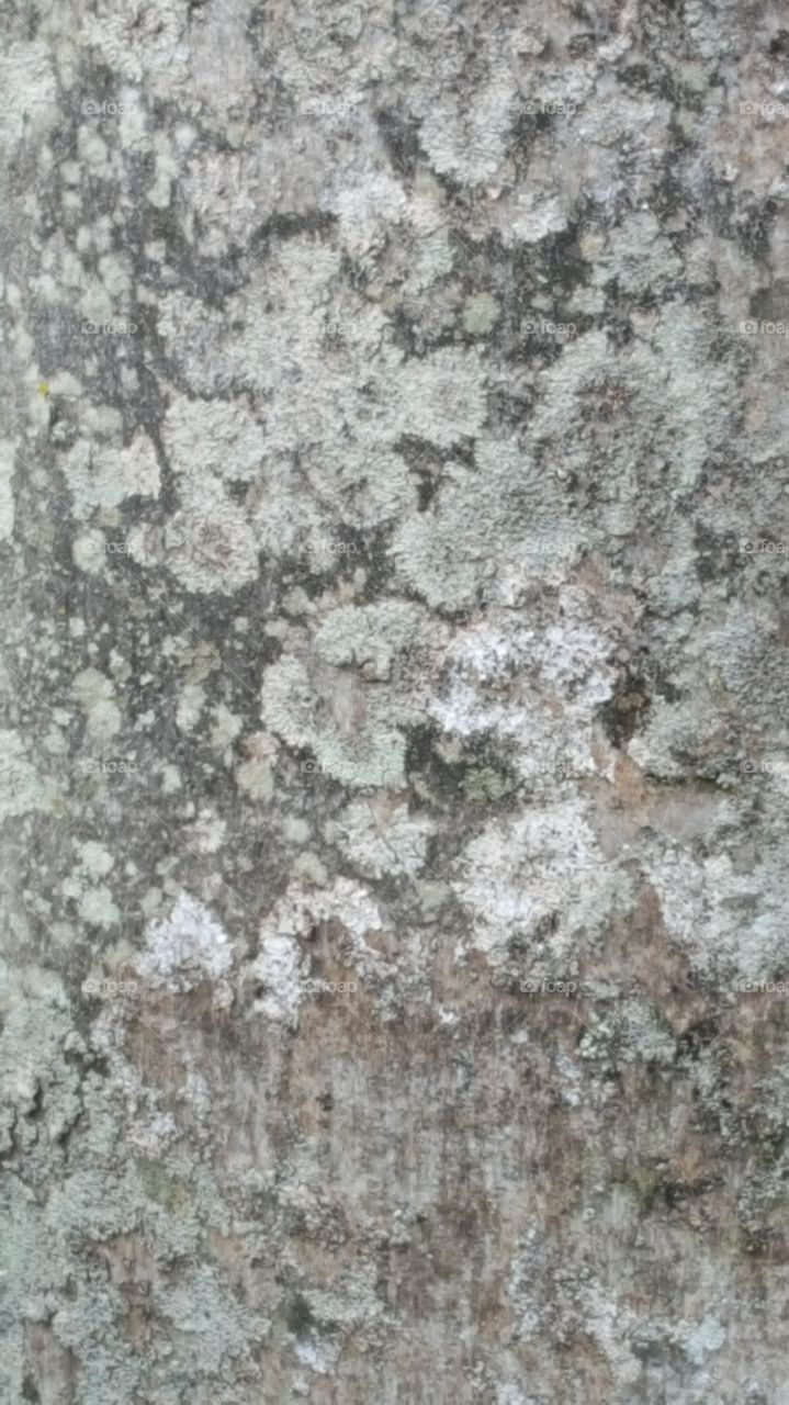 lichen