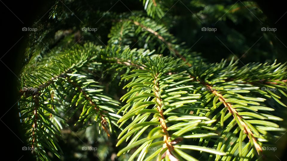 A close up photi of a pine tree branch.