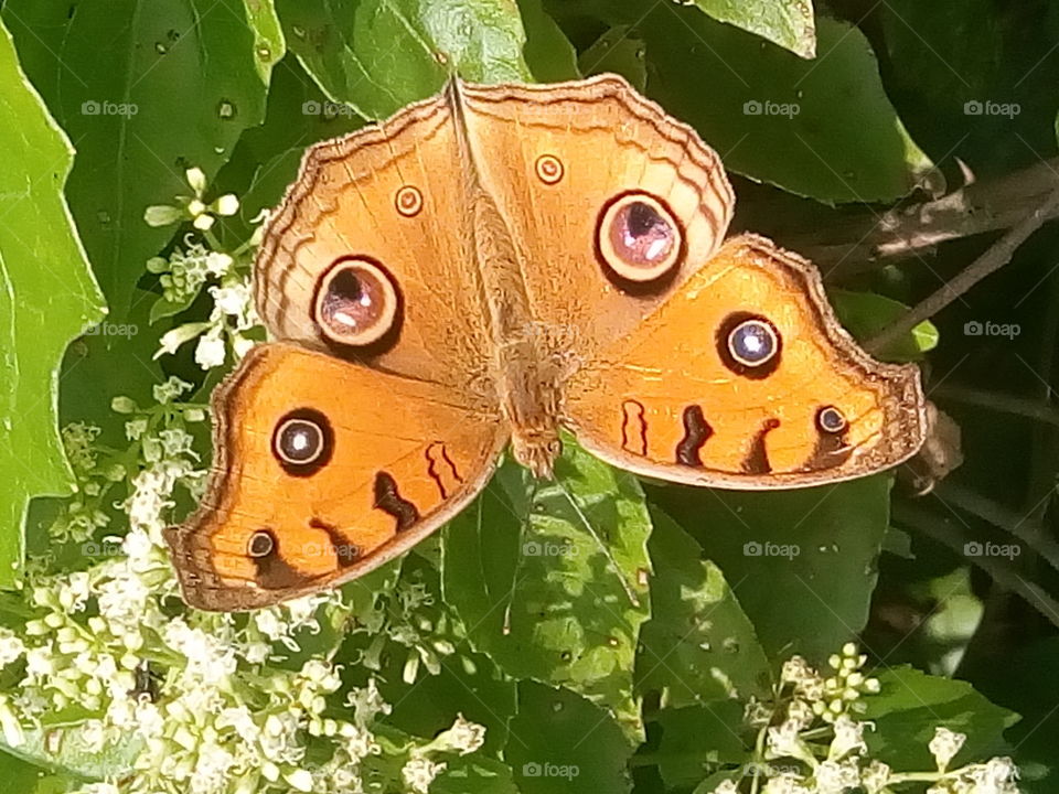 butterfly 2018-01-22 017 
#আমার_চোখে #আমার_গ্রাম #nature #butterfly #animalia #arthropoda #insecta #lepidoptera