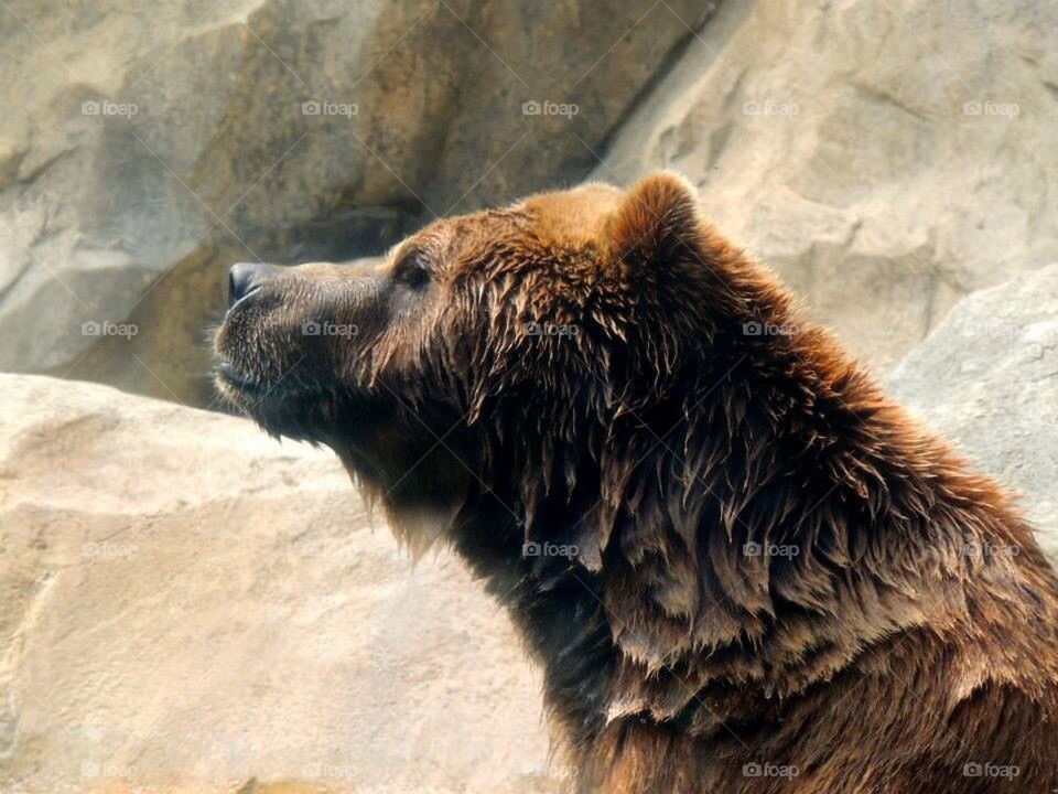 Brown Bear