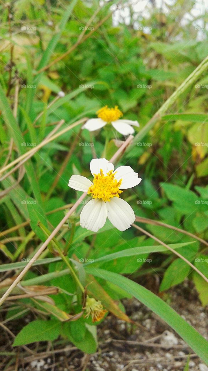 The Beautifull Park Flower. 
Which the flower live in the middle of grasses.