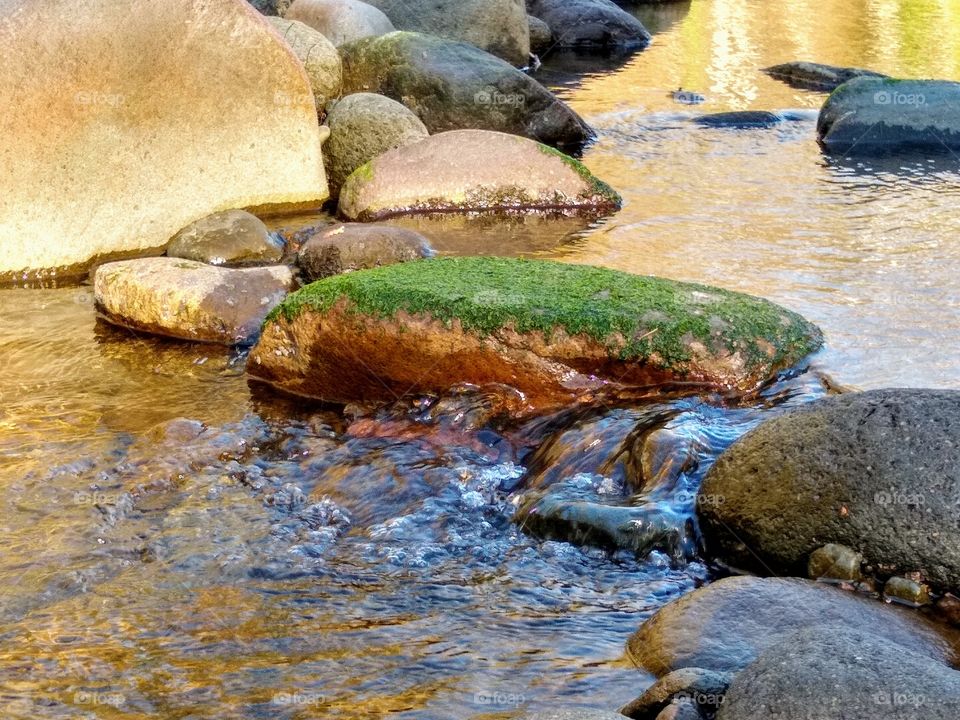 Mossy Covered River Stone "Froggy Peace"