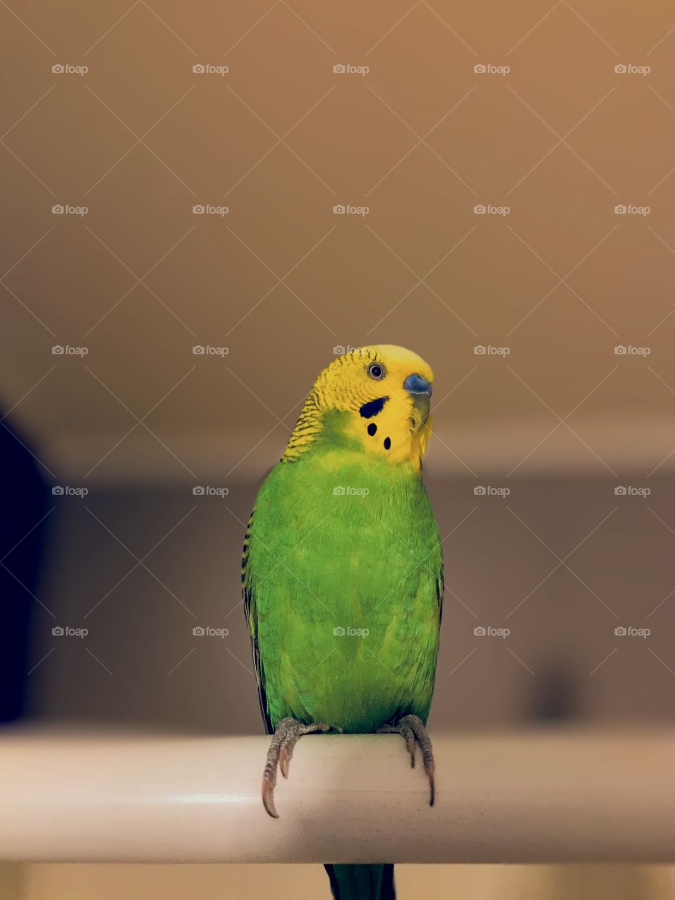 Parakeet 