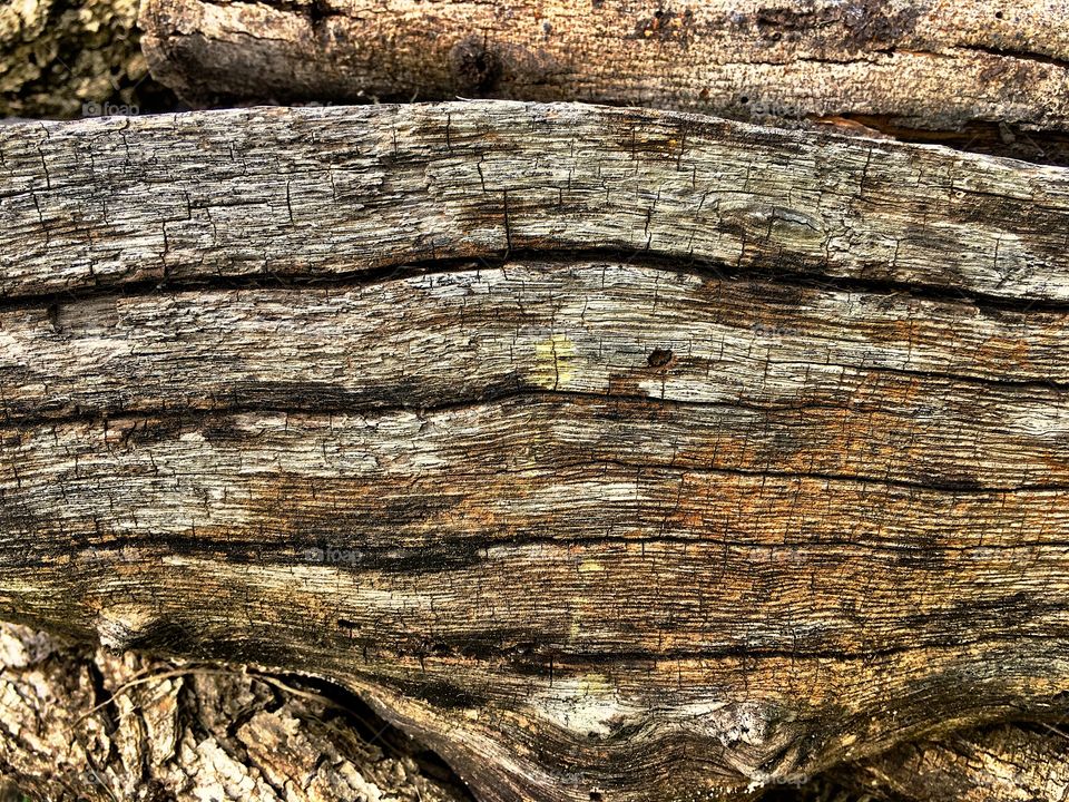 Old sun bleached tree log worn with time 