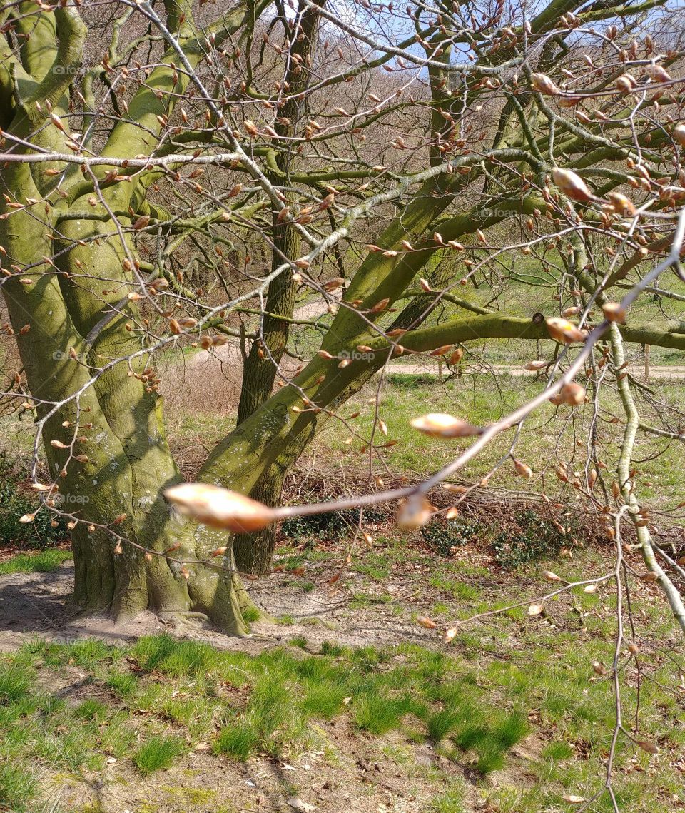 baum wind Knospen Frühling grün Wiese