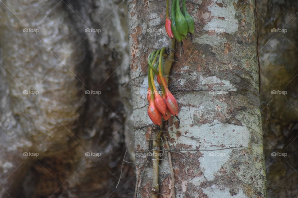 Beautiful flowers buch