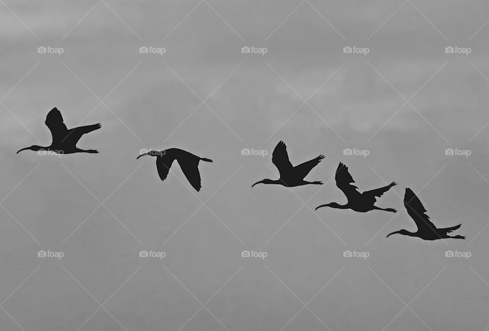 Bird photography - Flight - BW style