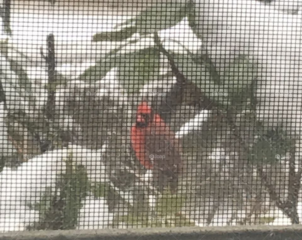 Through screen window