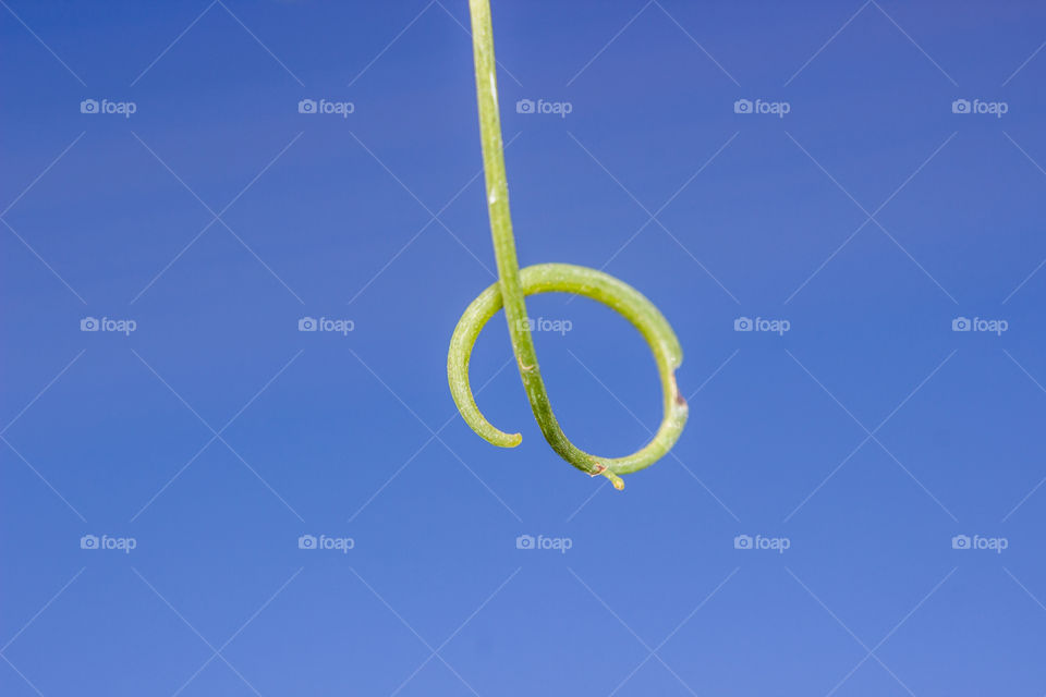 green part of plant against the sky