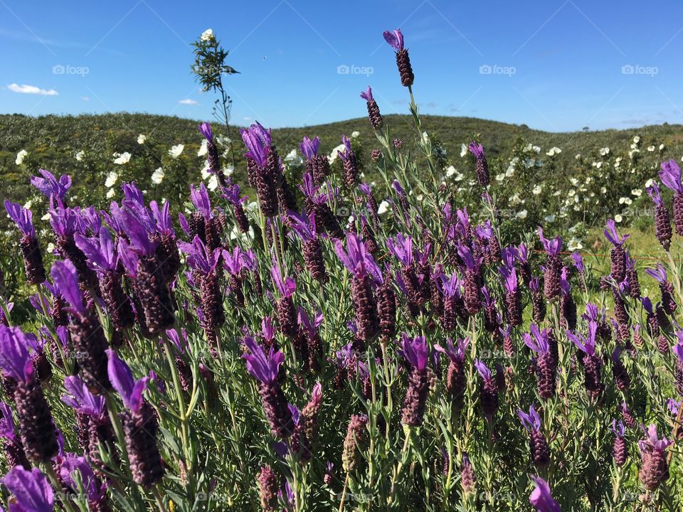 Wild Butterfly Lavendula in fields