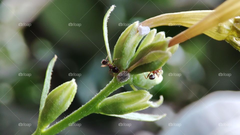 Ants and aphids