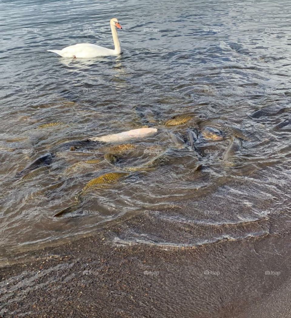 beautiful riverside view with swan and fish