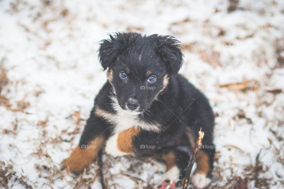 Dog sitting on snow