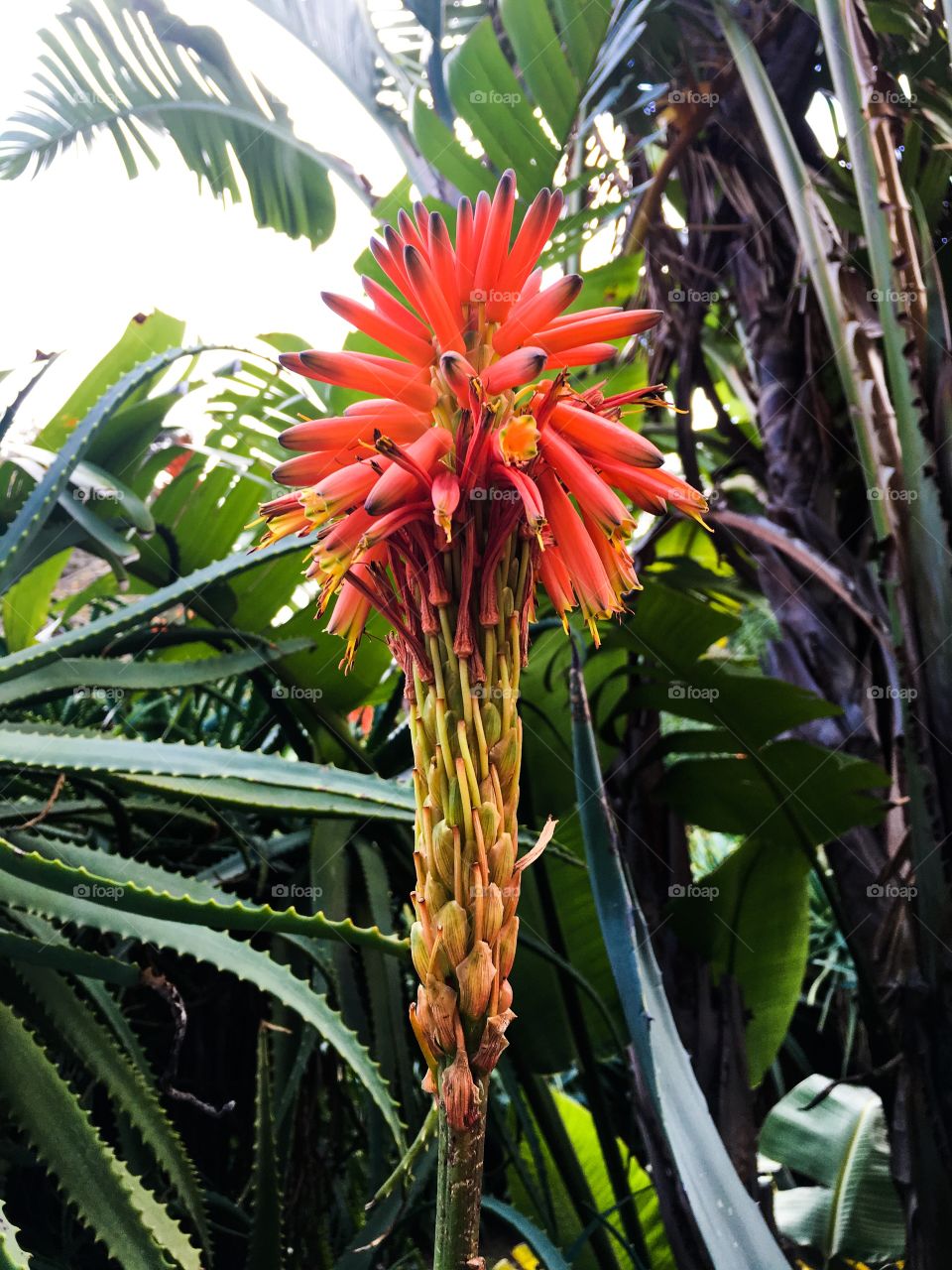 Aloe Vera plant bloom flower