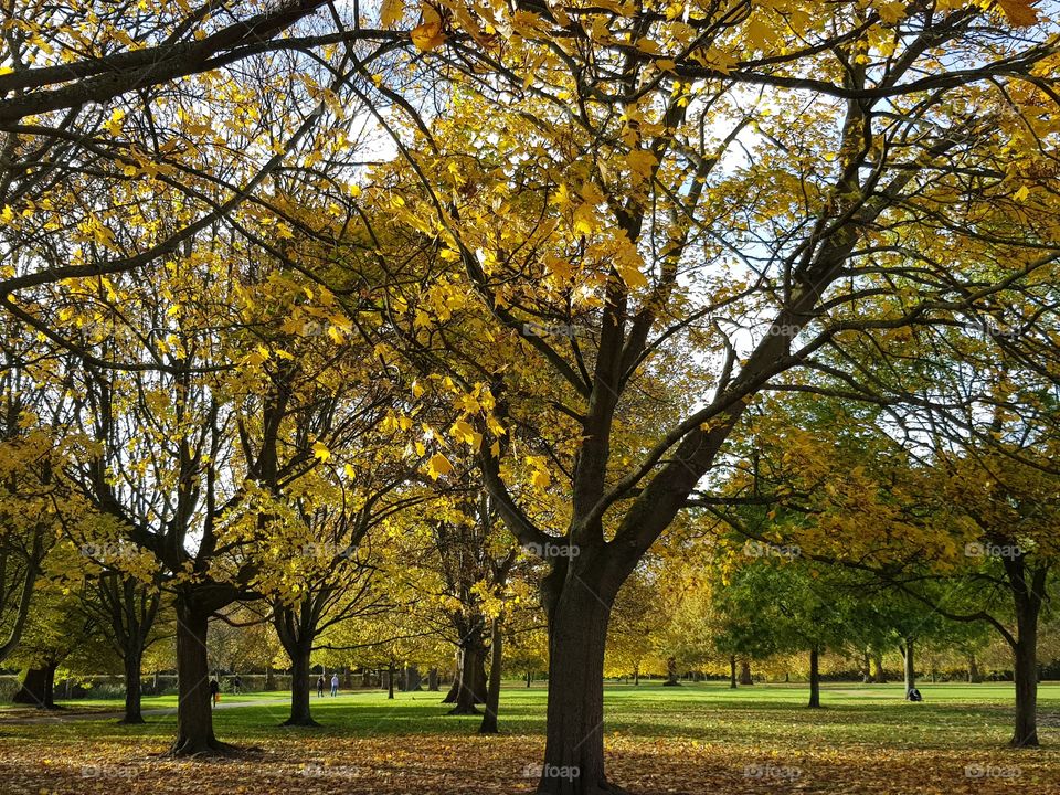 sunny autumn walk, inhaling the fresh air, regents park