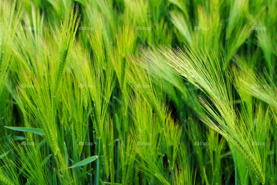 Green wheat field 