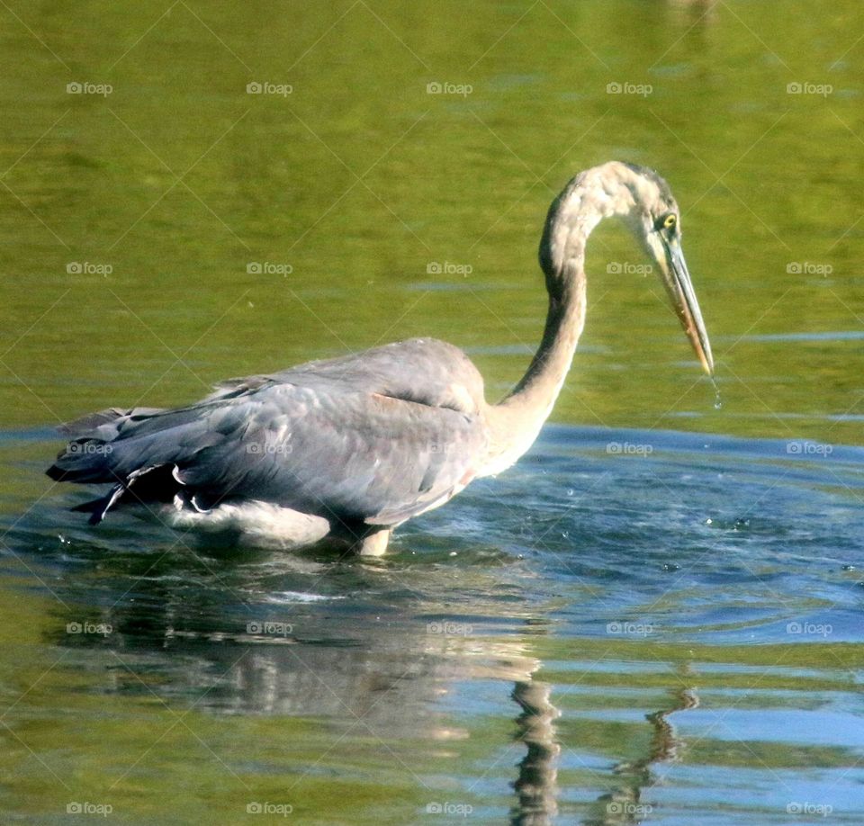Great Blue Heron in Deep Water