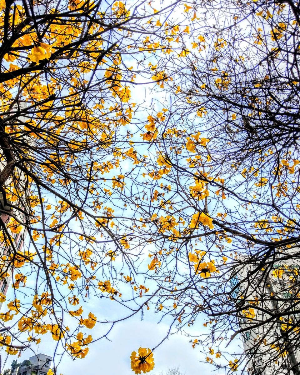 In spring, The flower of Golden Trumpet Tree are golden color, it's very special & brillint, its branches also are artistic.