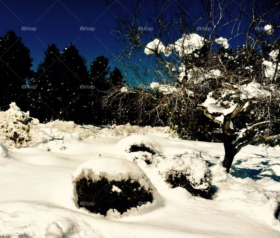 Snow covered trees