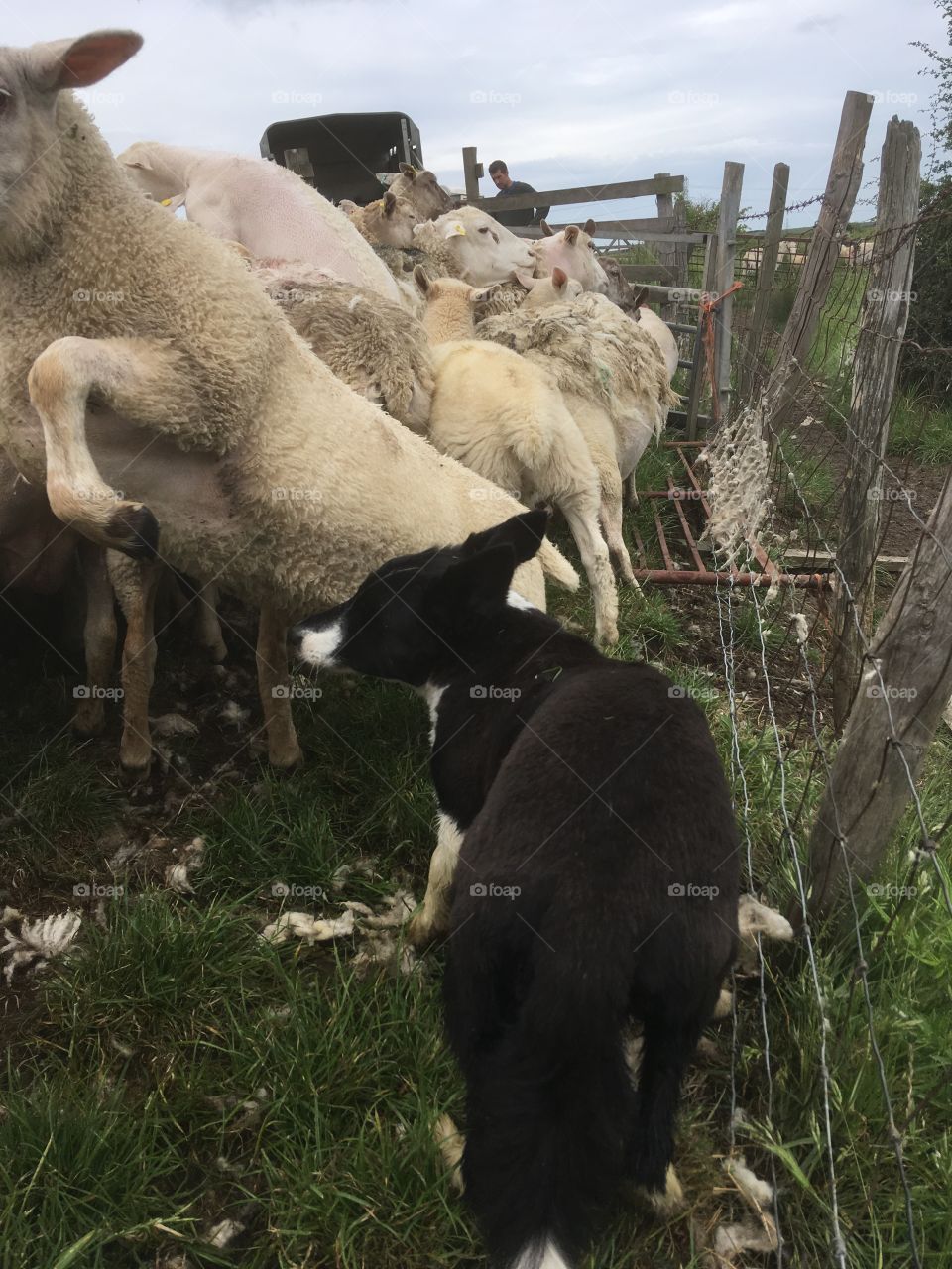 Collie. Action shot. Sheep rearing , dog working too keep flick under contro