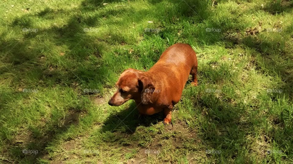 Missy  in the Sunshine