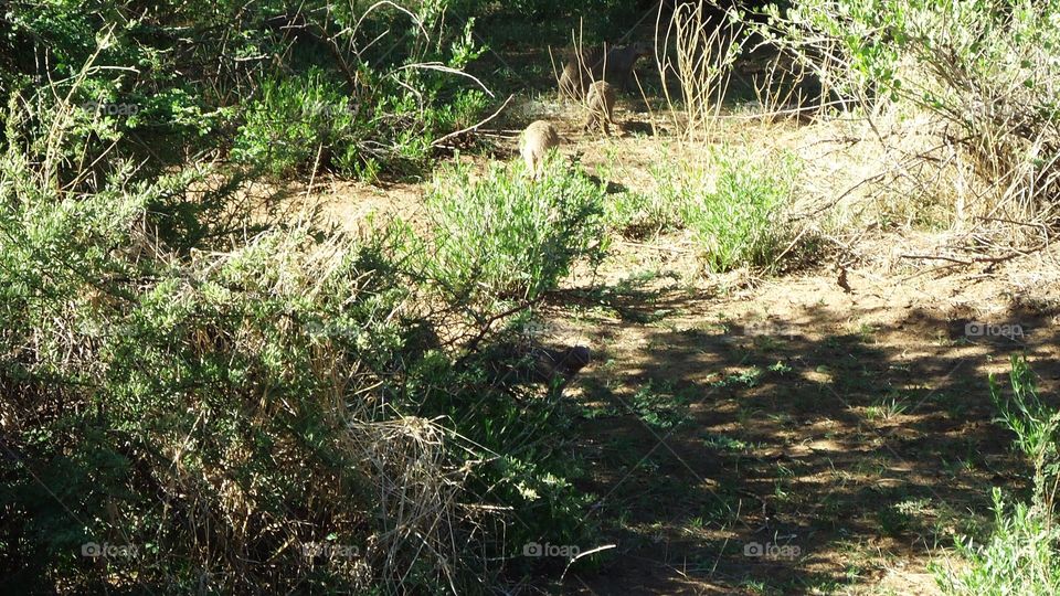 Mongooses hiding in the bush