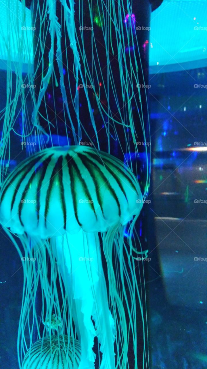 Jellyfish with blue illumination