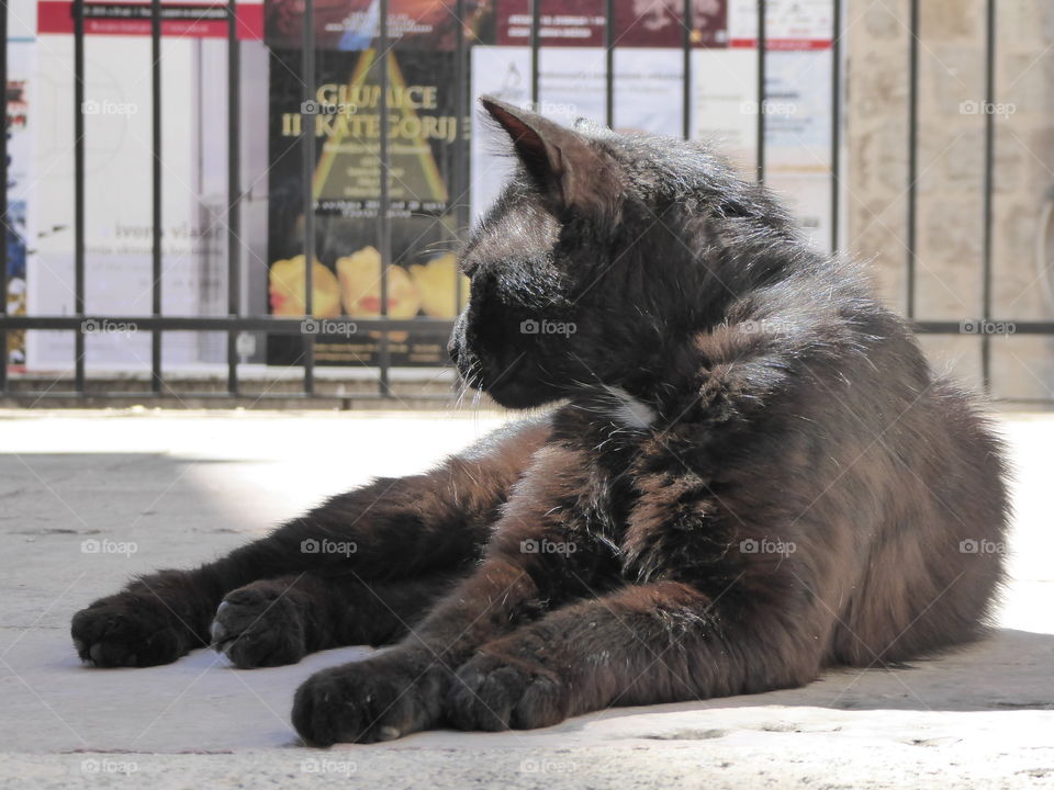 cat chilling in the sun