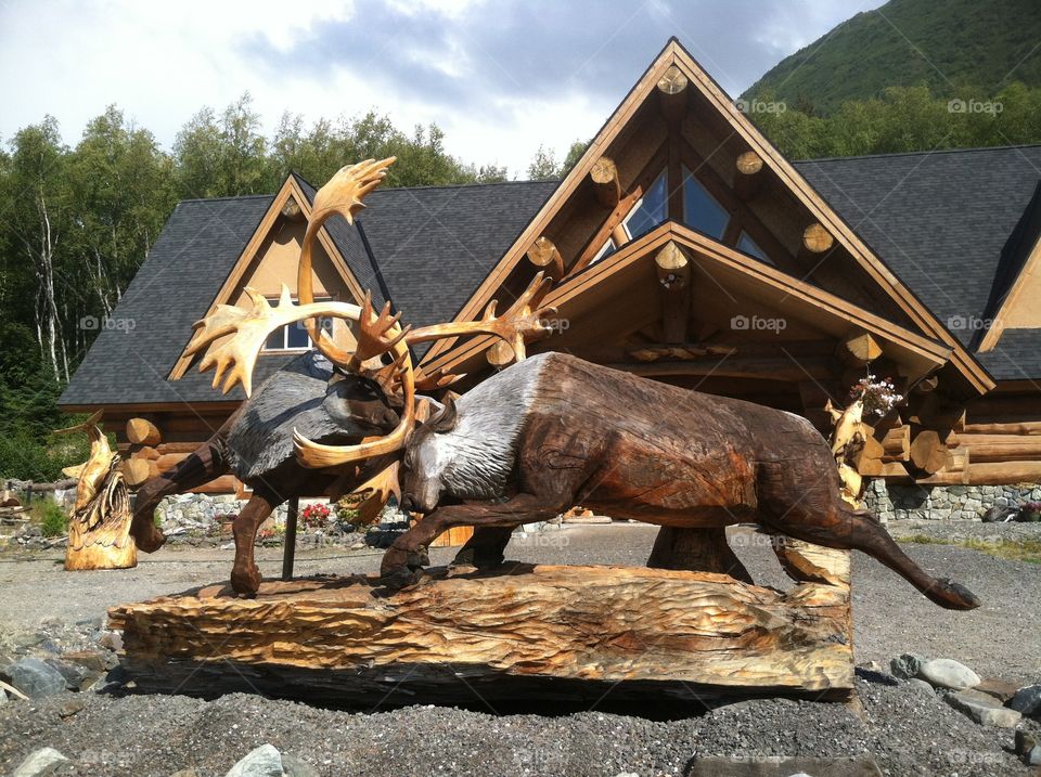 Curving of elk fighting in Alaska