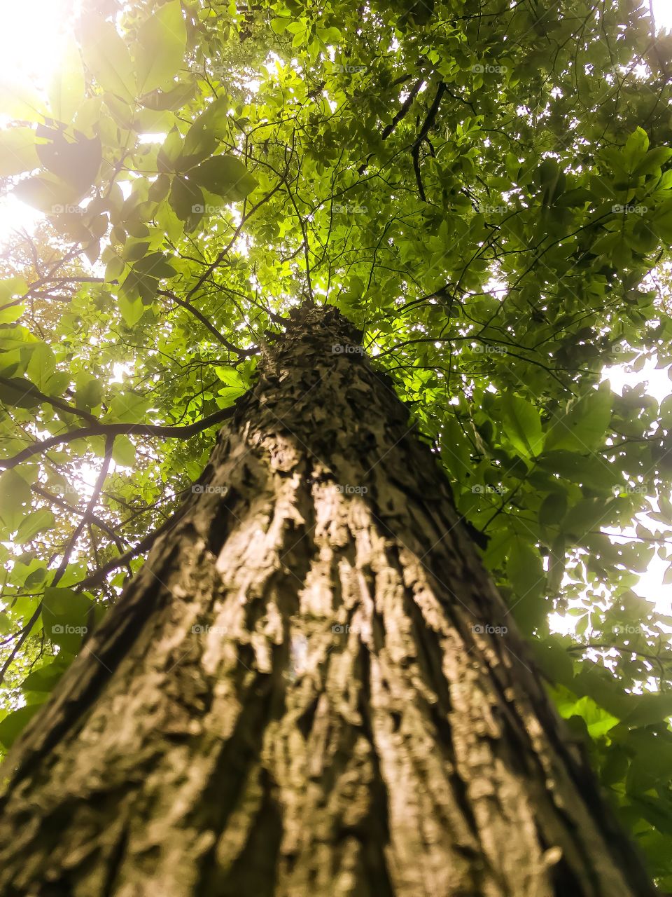 Close up look of a tree. 