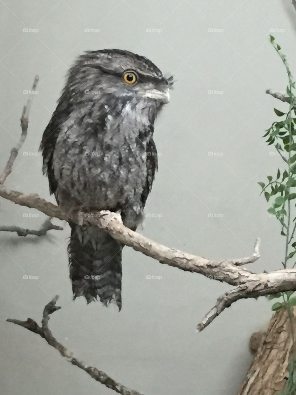 Tawny frogmouth